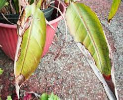 What To Do For Yellowing Leaves On A Bird Of Paradise Birds Of Paradise Plant Birds Of Paradise Paradise Plant