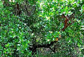 Image result for Rotala capensis