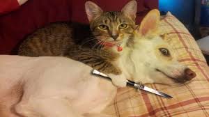 Gunun En Cok Paylasilan Fotograflari 21 Haziran 2018 Kedi Esprileri Komik Kedi Resimleri Komik Hayvanlar