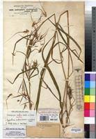 Image result for Hyparrhenia niariensis