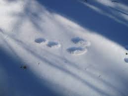 Find the perfect rabbit tracks stock photo. Tracks In The Snow Watts Tree Farm Blog