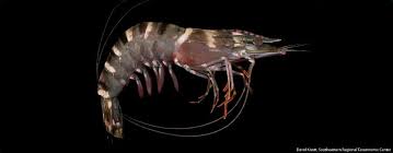 Why Are Scientists Concerned About Asian Tiger Shrimp In