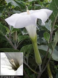Image result for Datura inoxia