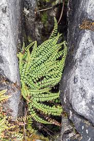 Image result for Asplenium reekmansii