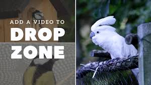 Our repository is tagged and searchable using the links on the left. 20 Free Split Screen Frames Simple Video Making