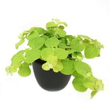 Image result for Helichrysum nitens