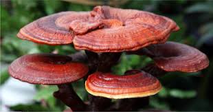 Image result for Ganoderma lucidum