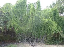 Image result for Cissus rotundifolia