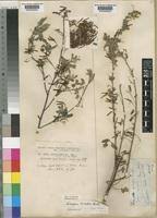 Image result for Indigofera subcorymbosa