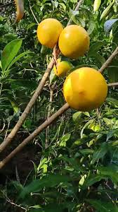 From fruit set to harvest, the abiu takes around 3 months. Infarm Nursery Western Ghat Tropical Garden Abiu Fruit Big Size At Infarm Facebook