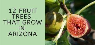 We offer over 25 different varieties of citrus trees, from calamondia to valencia orange trees in our mesa, gilbert, and queen creek nurseries. 12 Fruit Trees That Grow In Arizona Thrive Cuisine