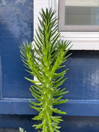 Image result for Austrocylindropuntia