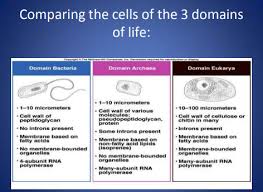These instructions are inscribed in the structure of the dna molecule through a genetic code. Biology Week 2 Flashcards Quizlet