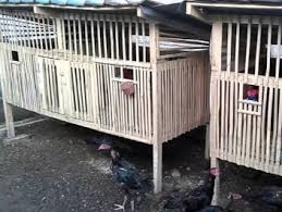 Ternak ayam bangkok kandang pinggir sawah#satu_hobi. 9 Model Kandang Ayam Bangkok Sederhana Beserta Gambarnya Beternakdirumah