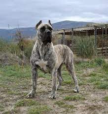 Here we strive to breed the best grade of the presa canario breed. Gorgeous Presa Mastiff Dogs Corso Dog Dog Breeds