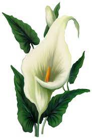 Calla Lily Png Picture Flower Art Painting Flower Painting Watercolor Flowers