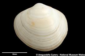 Image result for Platostoma montanum