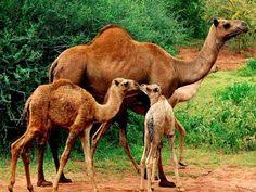 Very frequently, amazon organizes a quiz or contest in which you can win exciting prizes just by answering some simple questions. Camels
