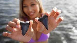 What is the identification of this fossil?