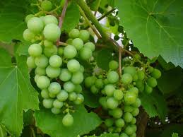 Image result for Vitis