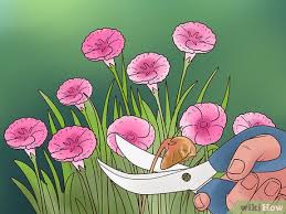 However some flowers are so easy to grow that all you have to do is sow, water and enjoy. How To Grow Flowers From Seed With Pictures Wikihow