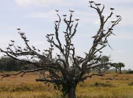 Okeechobee battlefield historic state park. Kissimmee Prairie Preserve State Park Gfbwt
