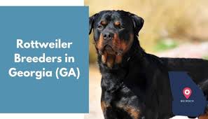 If you are looking for puppies for sale or a. 31 Rottweiler Breeders In Georgia Ga Rottweiler Puppies For Sale Animalfate