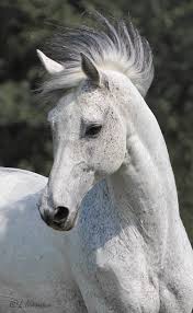 We did not find results for: Horses Grey Horse Pretty Horses