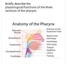 Lateral wall the superior one third serves an olfactory function, and the lower two thirds serve a respiratory function. Solved Briefly Describe The Physiological Functions Of Th Chegg Com