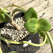 Image result for Euphorbia platycephala