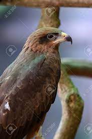 Beautiful Alone Black Kite (Milvus Migrans) Standing On Branch Stock Photo,  Picture And Royalty Free Image. Image 32552898.