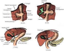 1 which surgeon performed the world's first known cholecystectomy? Anatomy Embryology Anomalies And Physiology Of The Biliary Tract Sciencedirect