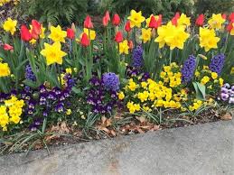 Yellow Daffodils Red Tulips Pansies In Yellow And Beautiful Purple Violas Or You Might Call Them Johnn Crocus Flower Spring Bulbs Garden Flower Garden Plants