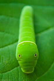 Caterpillar That Looks Like Alligator Beautiful Bugs Shades Of Green Green Aesthetic