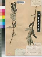 Image result for Fadogia cienkowskii