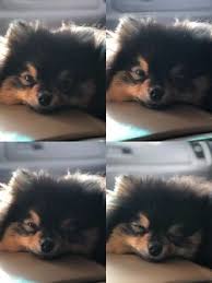 We did not find results for: Yeontan Bts Wiki Fandom