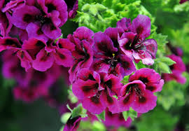 Image result for foto muškáty