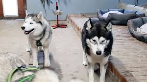 Dem pferd das geschirr anlegen. Nathalie Arens Die Ostbelgische Musherin