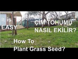 Bizim yonca cim sıcakta oldu ne yapalım nezan bir daha ekelim teşekkür ederim cevap bekliyorum. Cim Tohumu Nasil Ekilir How To Plant Grass Seeds Easy Youtube