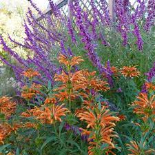 Pin On Garden Design Ideas Tips And Inspiration