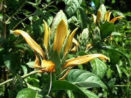 Image result for Anisotes rogersii