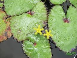 Image result for Nymphoides senegalensis