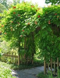 It's a very graceful vine that's great fun. 19 Best Pergola Plants Climbing Plants For Pergolas Arbors Balcony Garden Web