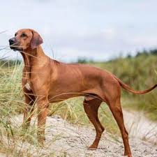 Image result for rhodéský ridgeback