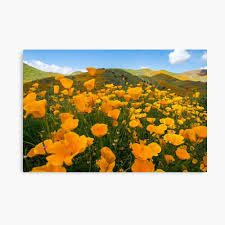Having flowers sent to lake elsinore. Orange Poppies Bloom In Walker Canyon In Lake Elsinore California During The 2019 Superbloom Poster By Mkopka Redbubble