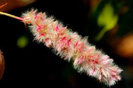 Image result for Kyphocarpa angustifolia