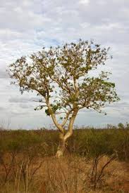 Image result for Gyrocarpus