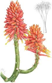 Image result for Triumfetta dekindtiana