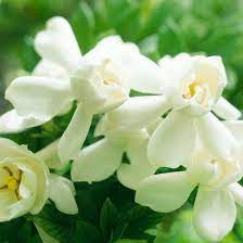 Twelve flowers of the year my granny likes nature very much. 23 Of The Most Fragrant Flowers That Will Add Sweet Scents To Any Garden Fragrant Flowers Fragrant Plant Flowers