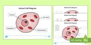 This is also available as part of a fully resourced one hour lesson with animated powerpoint. Animal Cell Growth